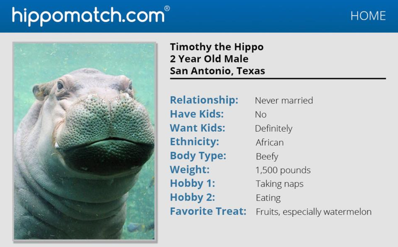 Illustration for article titled Saturday Night Social: Our Baby Fiona the Hippo Is Getting Tinder Blasts, Ahhh!
